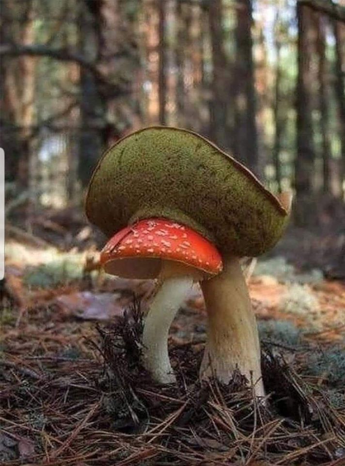 Подекуди грибам навіть тісно в лісі. Фото Івана ТУПИЦІ